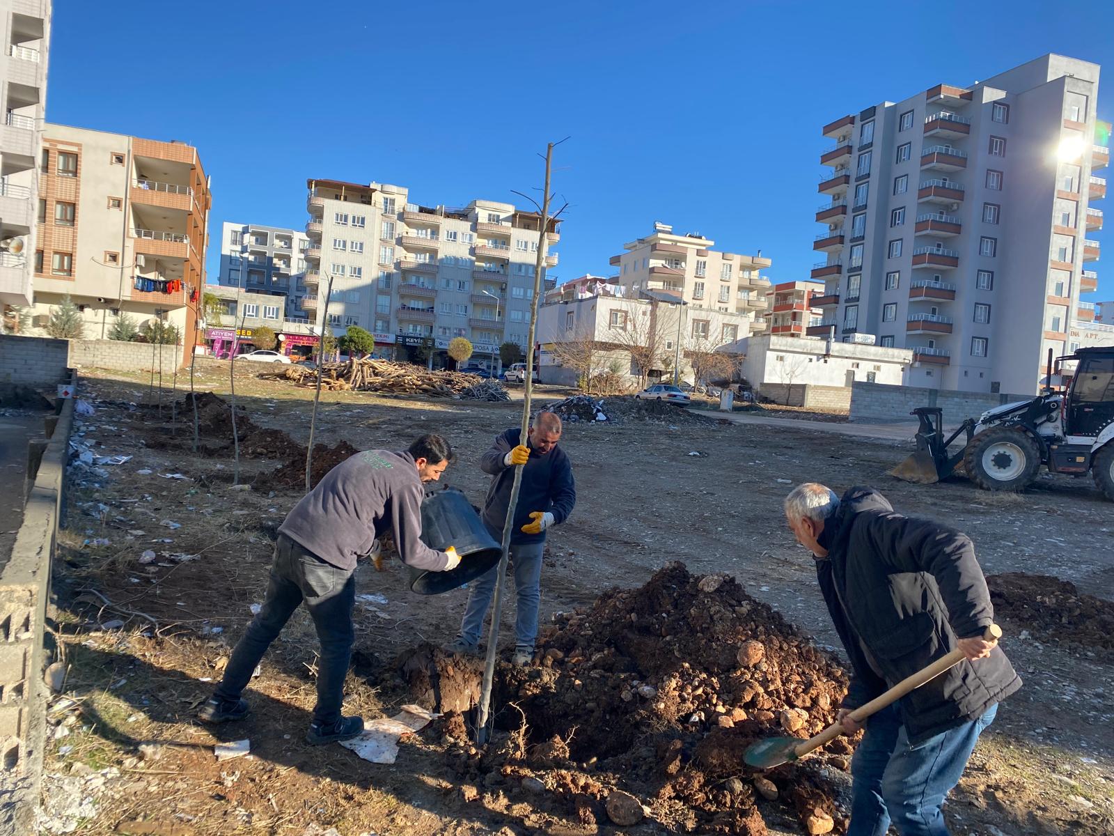 Kahta Belediyesi, Ağaçlandırma Çalışmalarına Hızla Devam Ediyor (2)-2