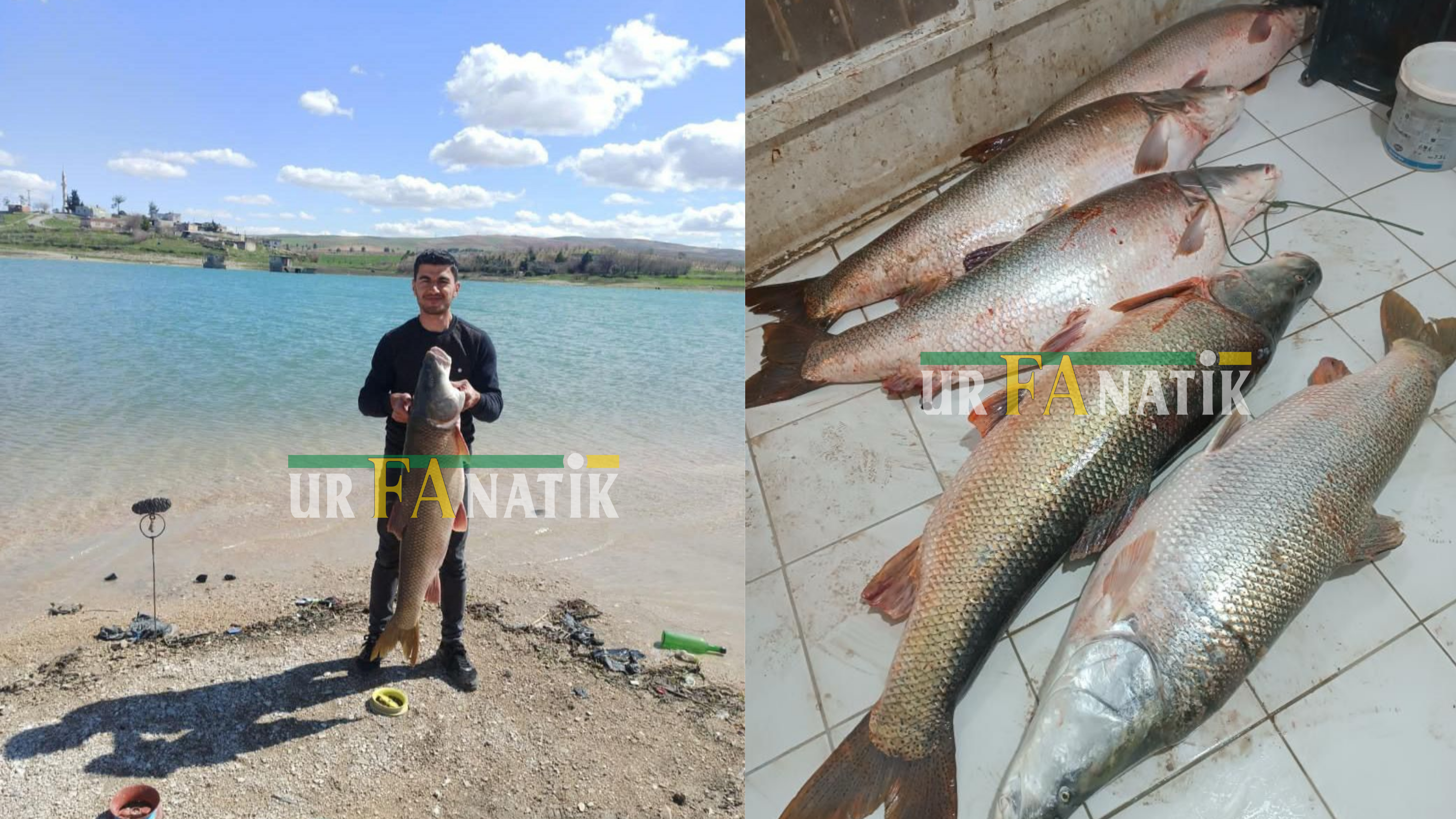 Balıkçılık