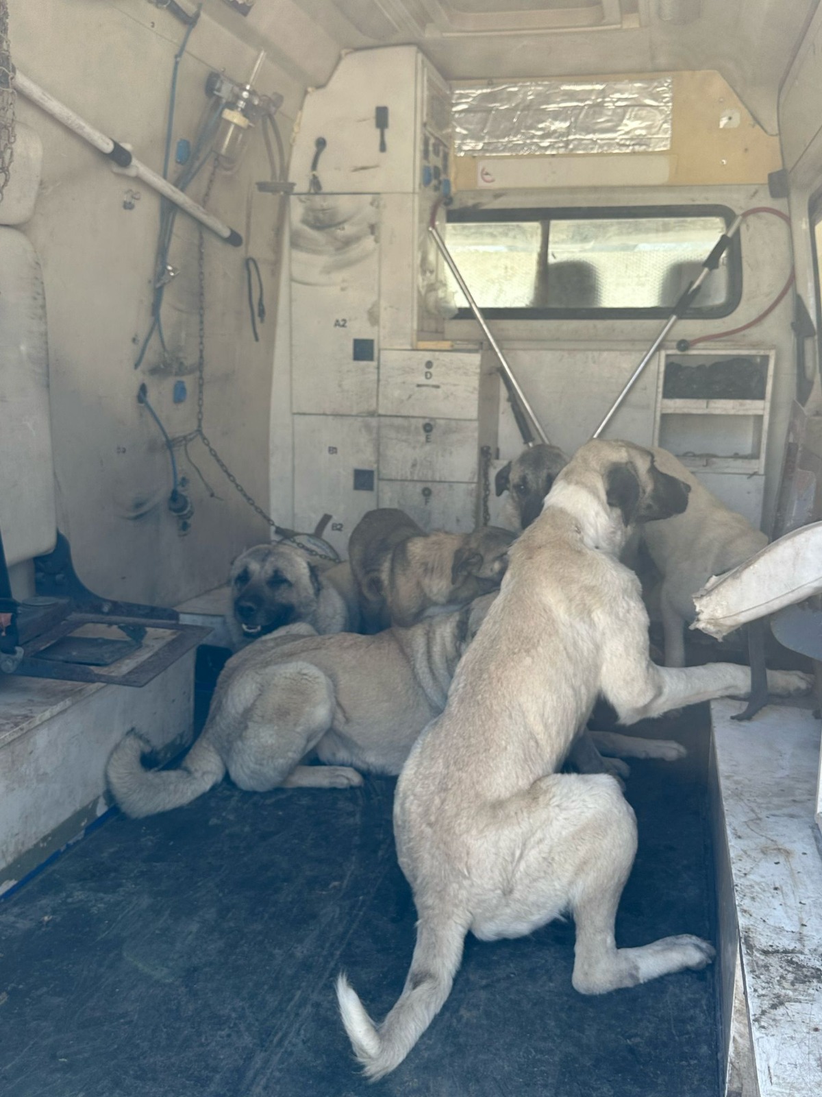 Kahta Belediyesi Başıboş Köpekleri Toplamaya Devam Ediyor! (3)