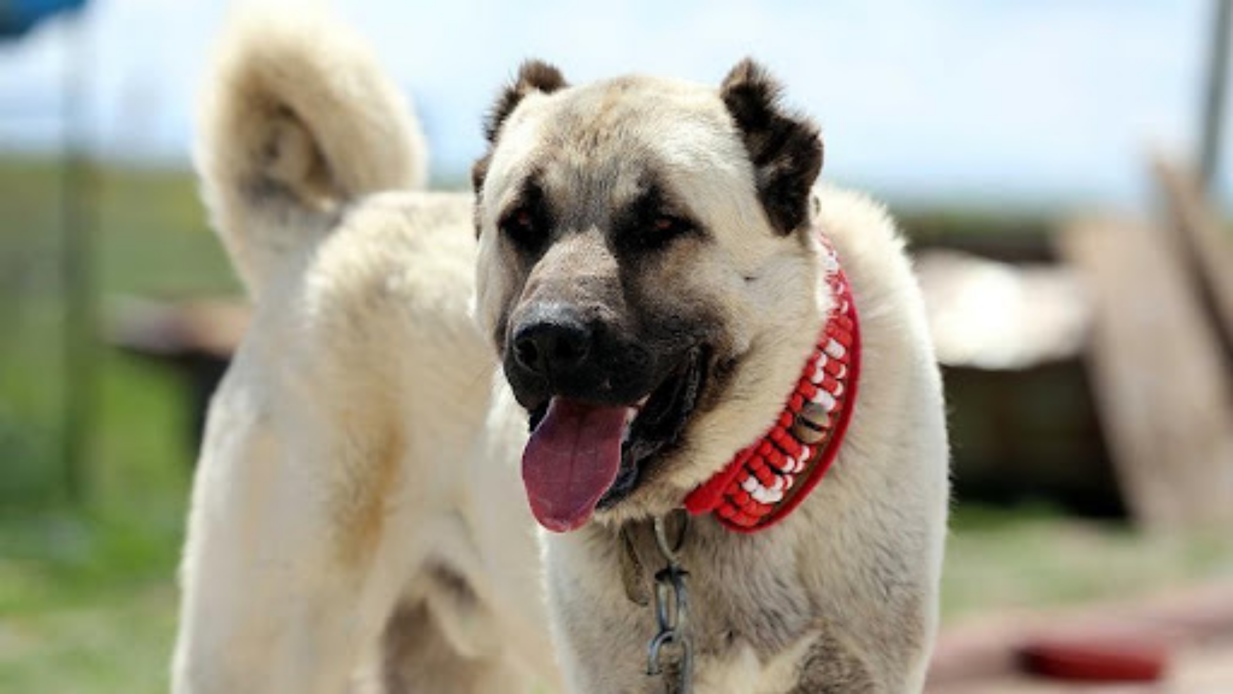 Kangal