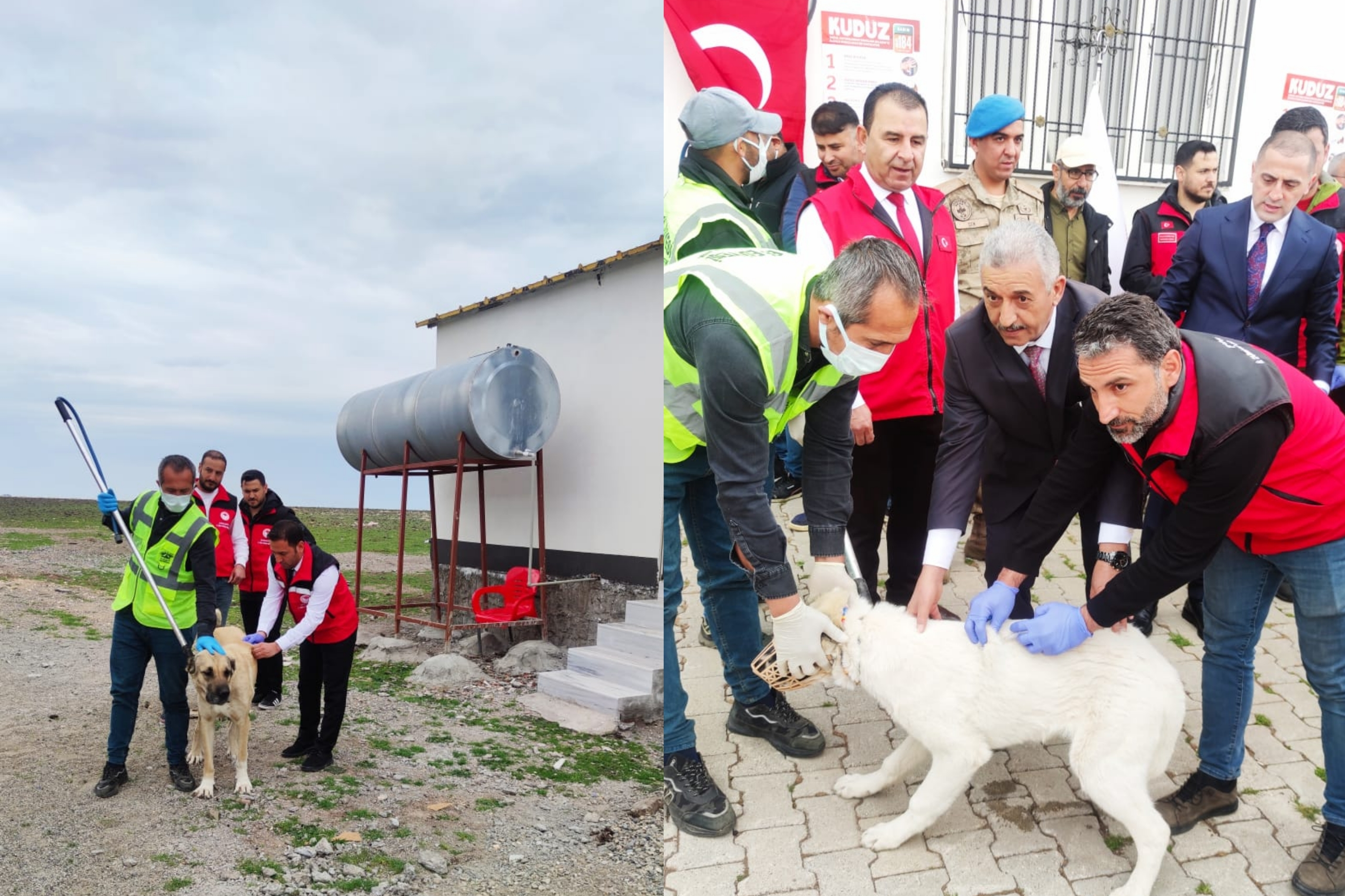 Siverek’te Kuduz Aşılama Seferberliği Başladı! (2)