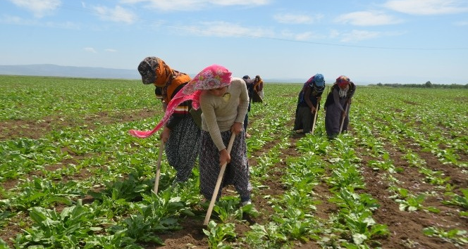 Tarım Işçileri Ne Kadar Kazanıyor