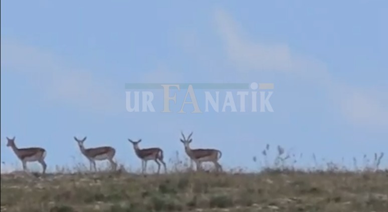 Eyyübiye'de Ceylan Görüldü