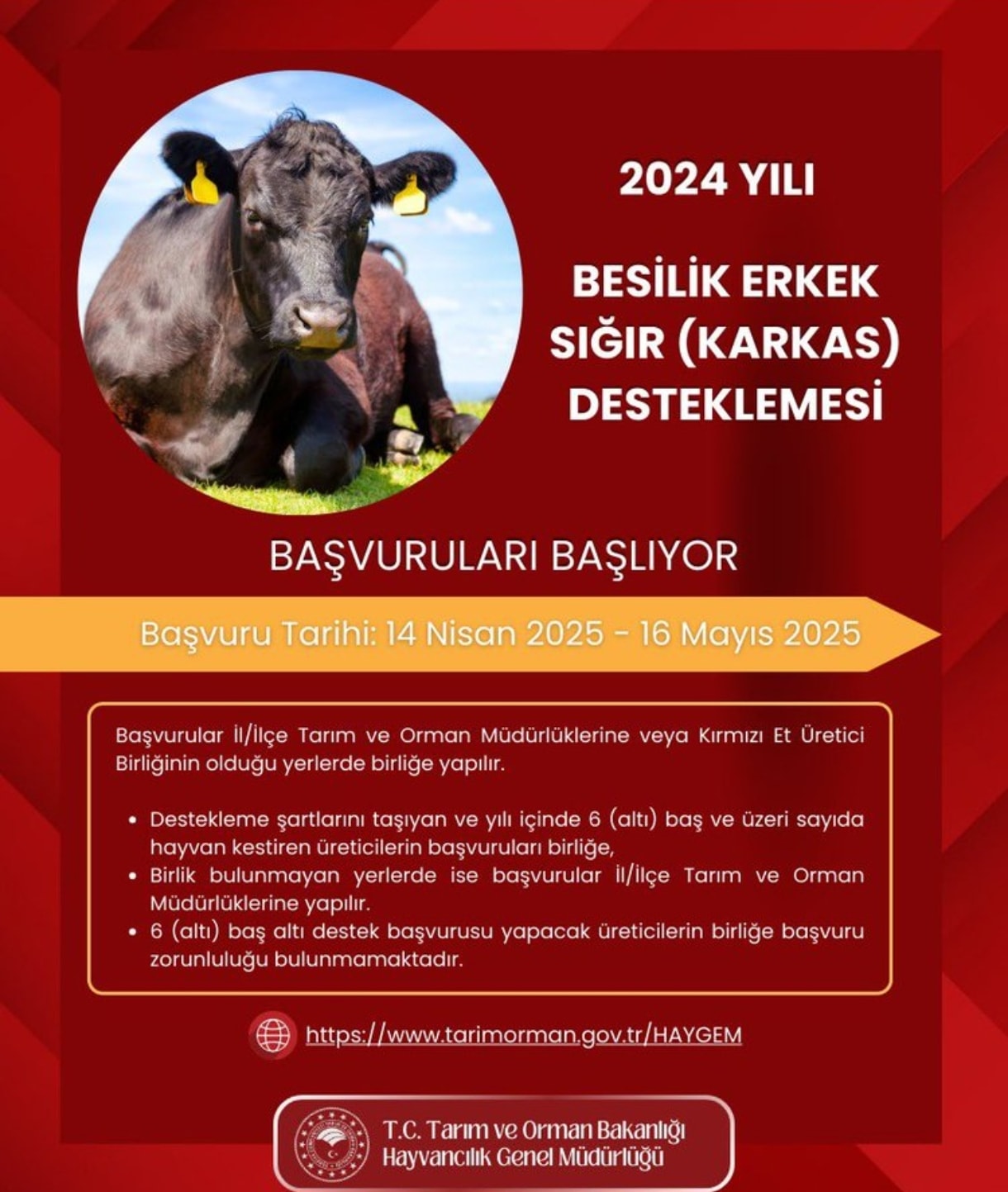 ​ Şanlıurfa'da Besilik Sığır Desteği İçin Başvuru Süreci Başlıyor!