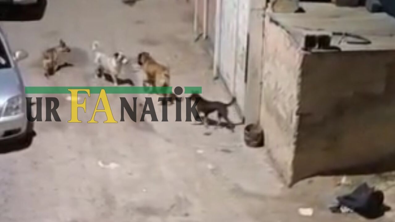 Suruçta Başıboş Köpekler Evlere Kadar Girdi