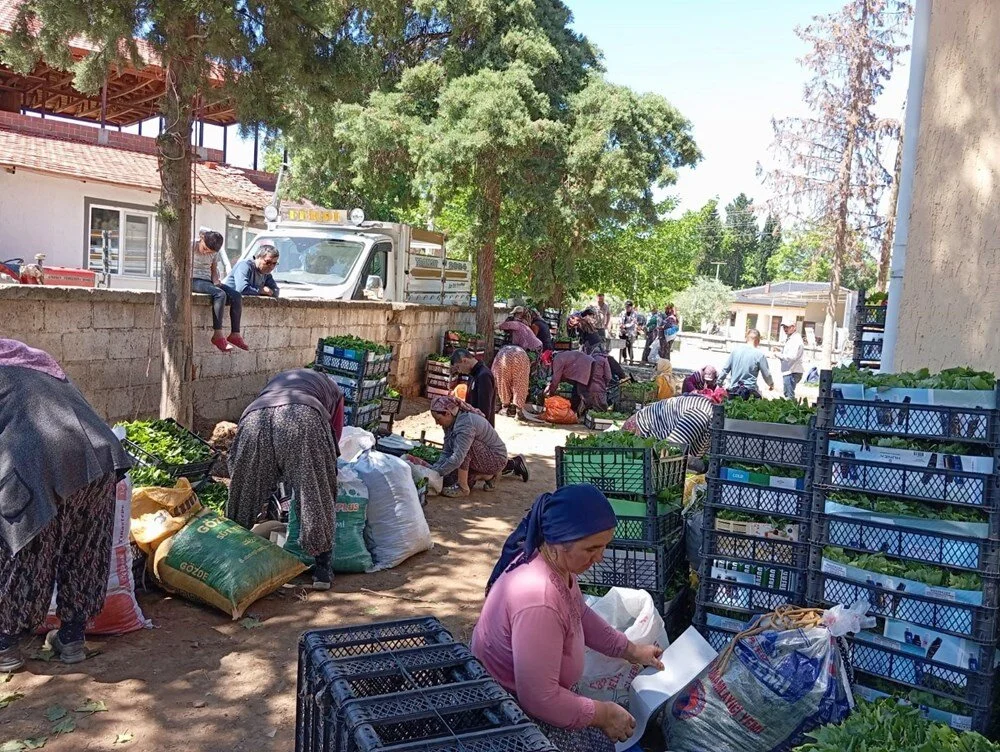 Bağ Yapraği