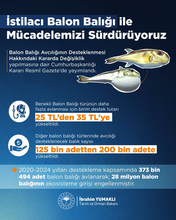 , Balon Balığı Avcılığı