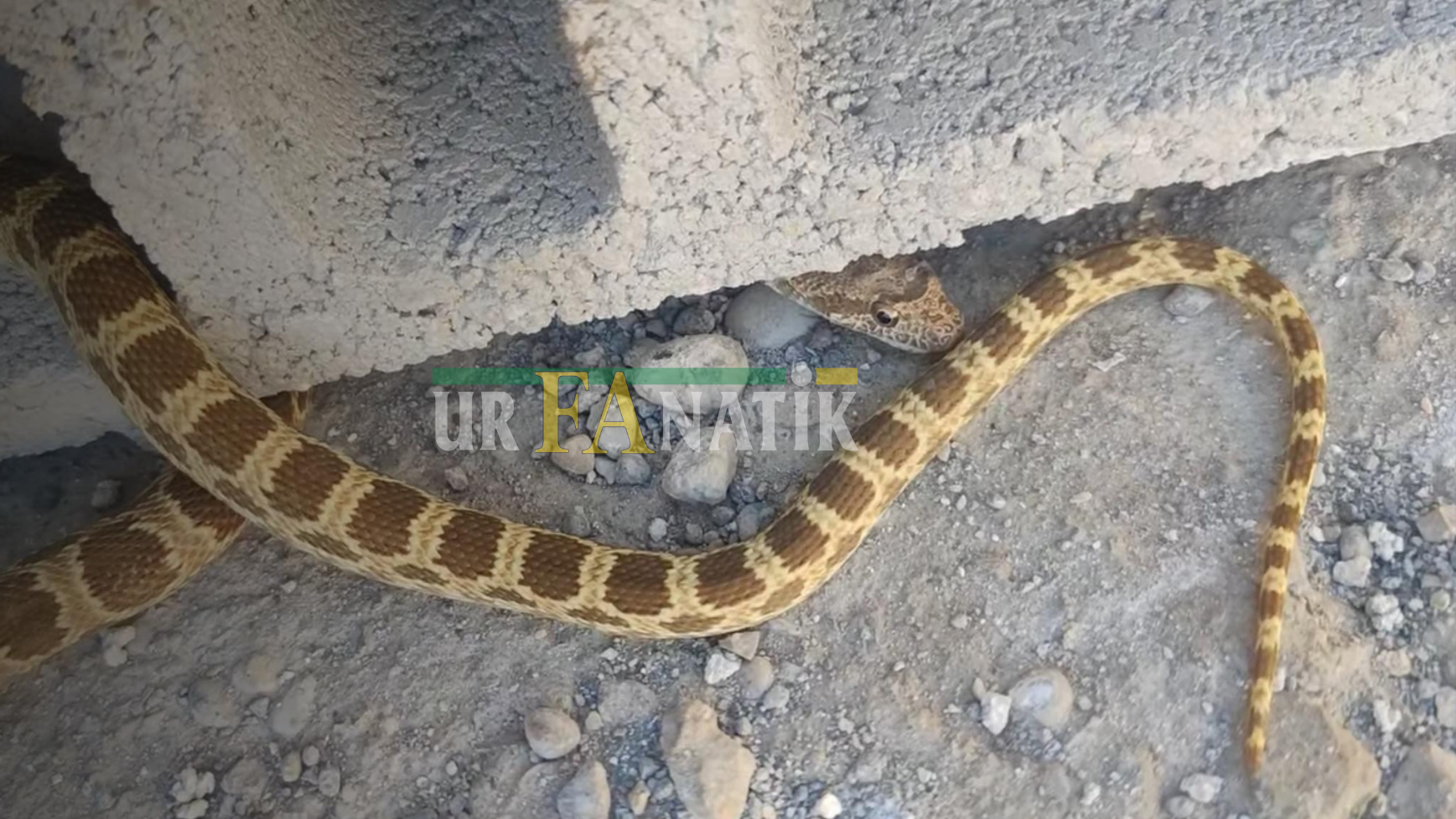 Bozovada Yılan