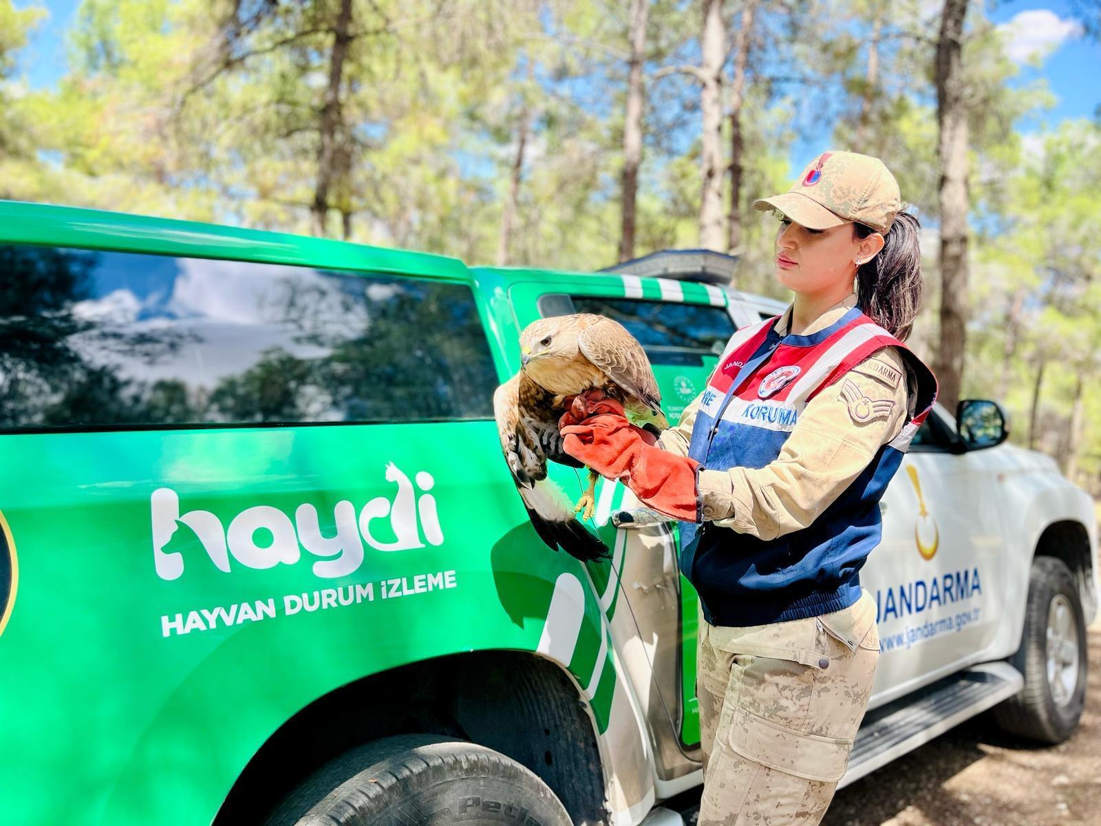 Haydi Yaralı Kartal
