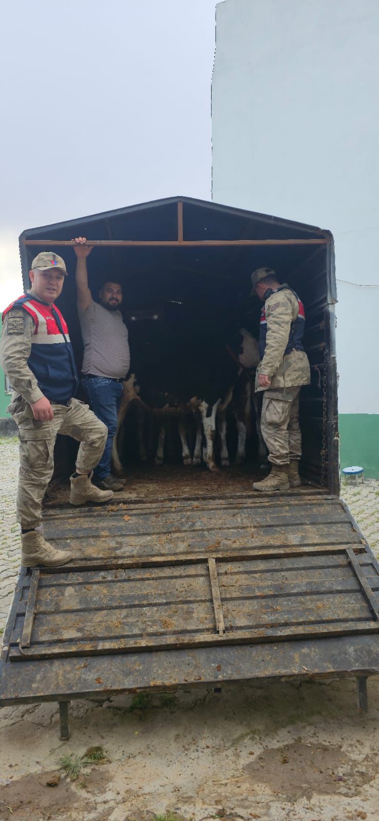 Jandarma Büyükbaşları Buldu
