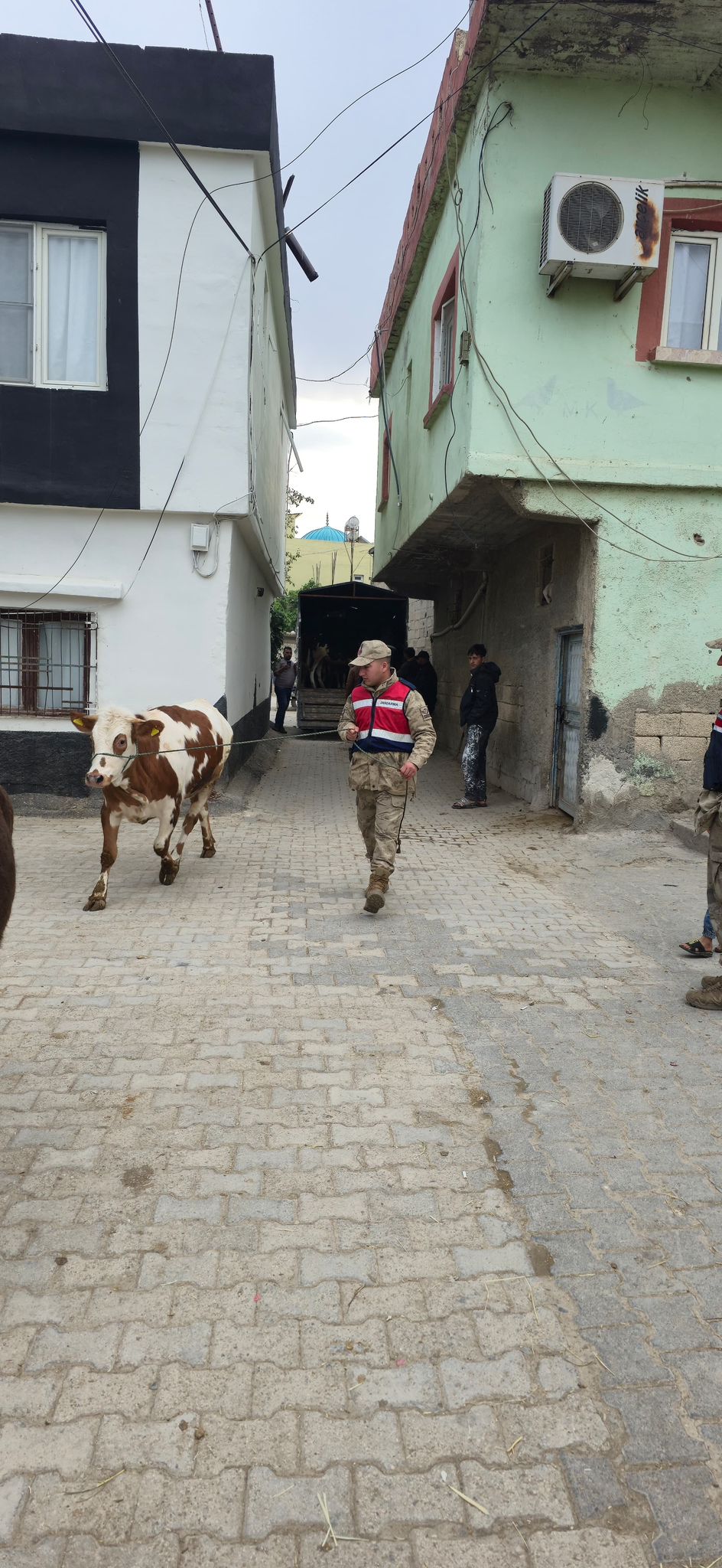 Jandarma Hayvanları Buldu