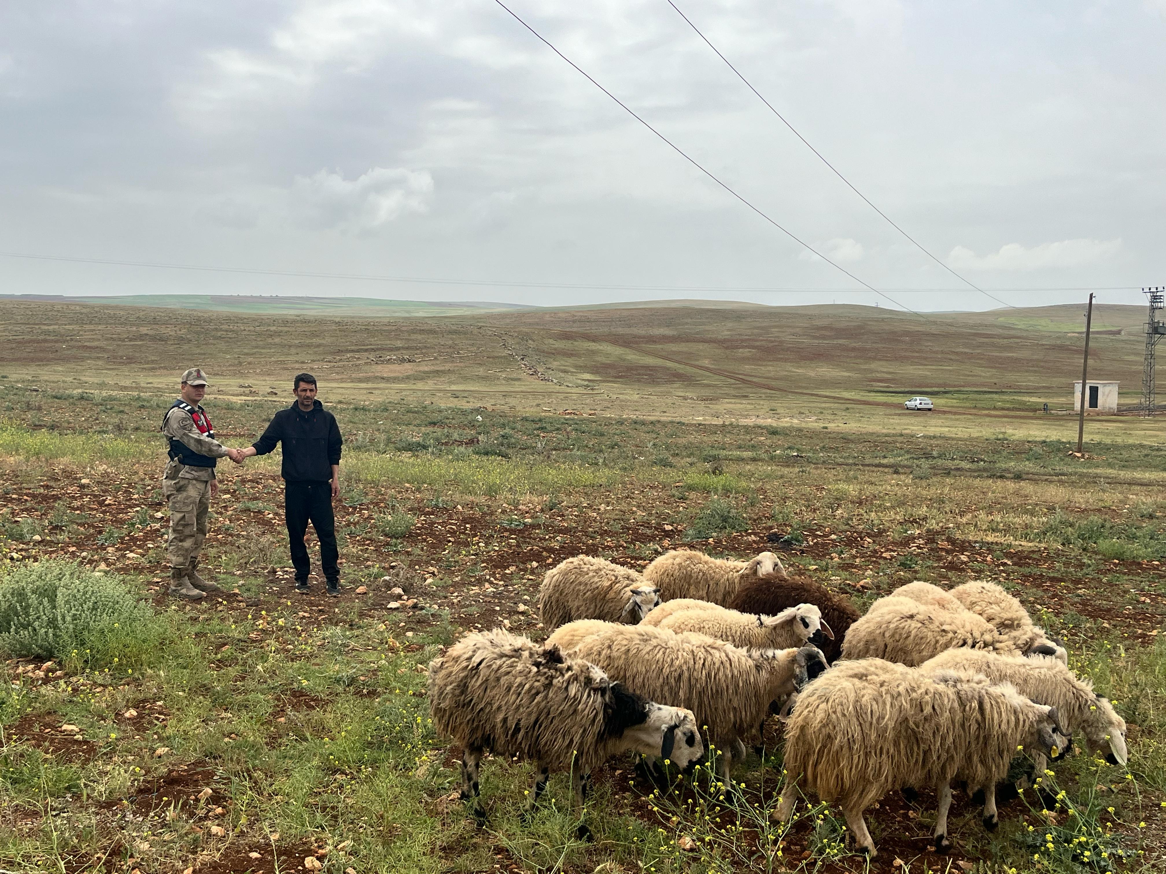 Jandarma Kaybolan Hayvanları Buldu