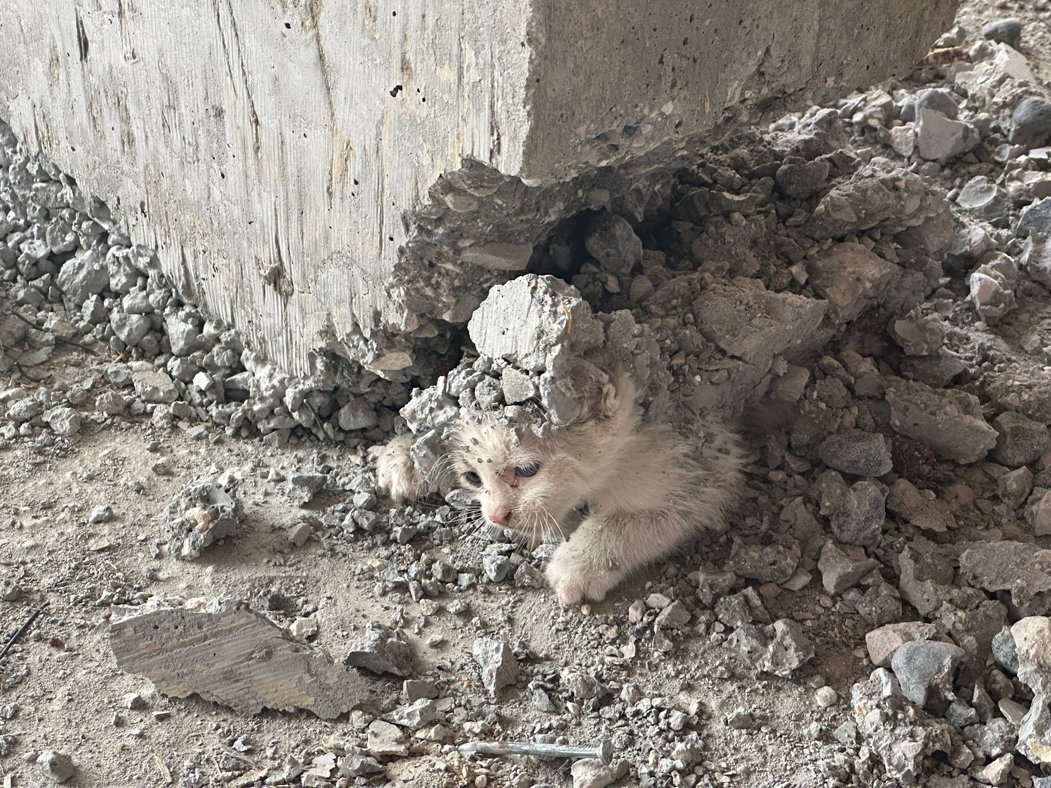 Kedi̇ Mahsur Kaldi