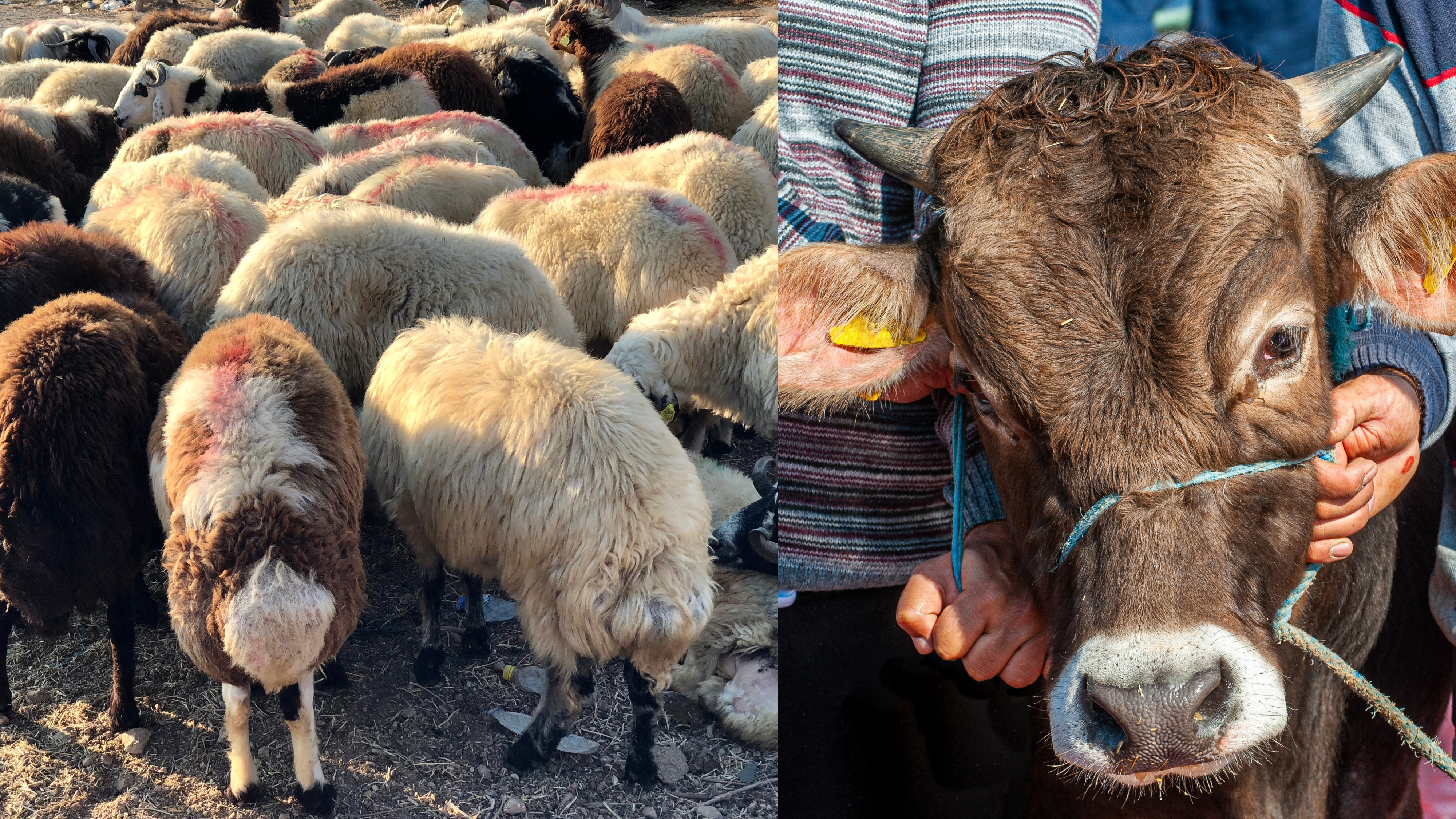 Kurban Bayramı Öncesi Uyarı