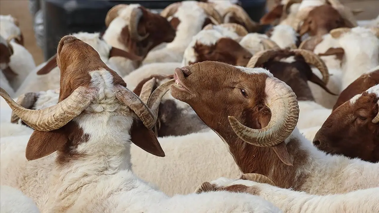Kurban Bayrami