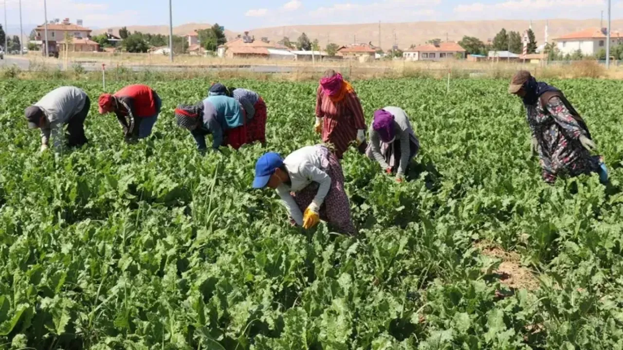Şanlıurfa Valiliği Tarafından Mevsimlik Tarım Işçiliği Yapan Ailelerin Çocuklarının Yönelik Başlatılan Uygulama Tüm Türkiye’ye Örnek Oldu (2)