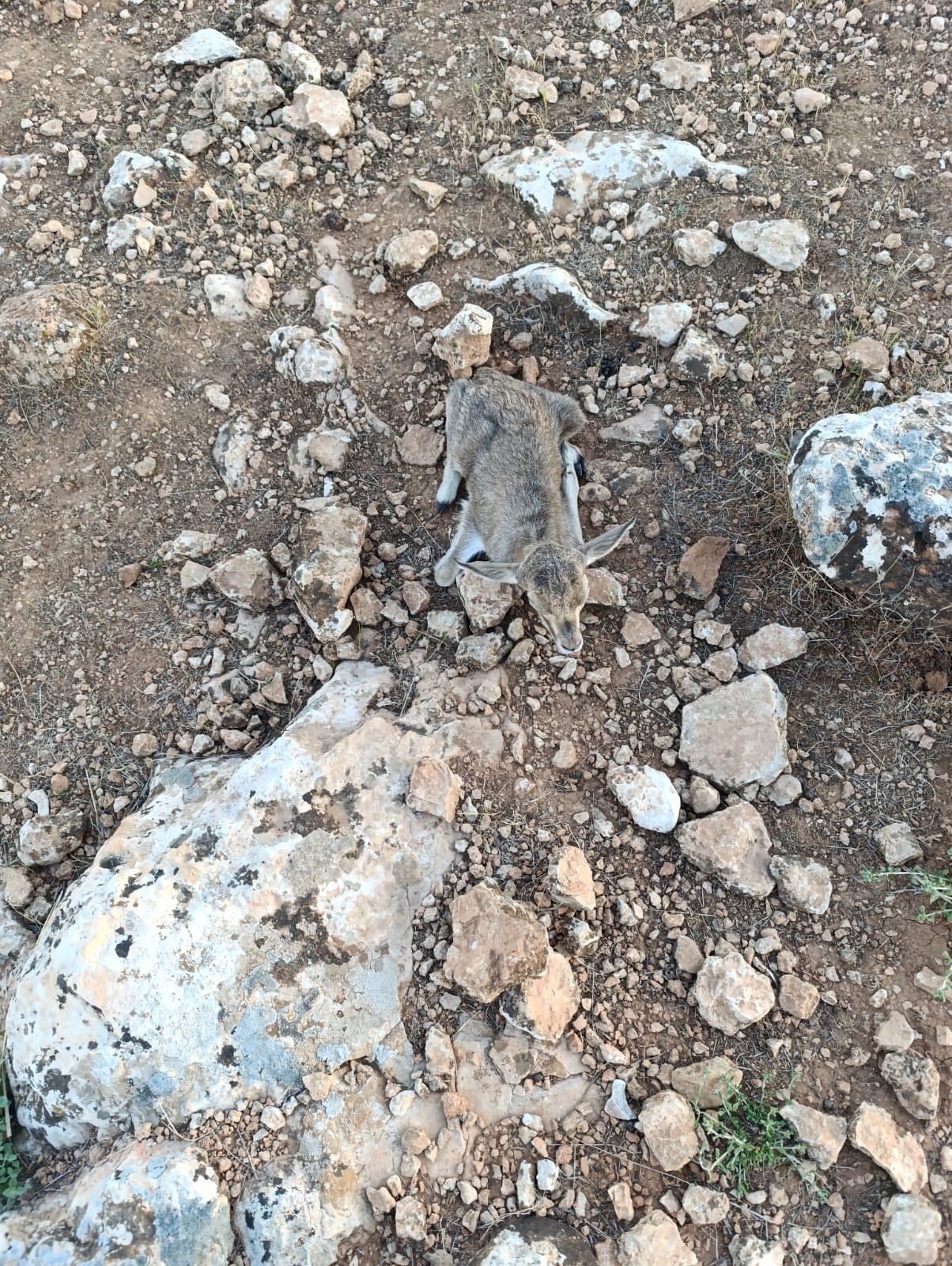 Şanlıurfa'da İlk Yavru Ceylan Dünyaya Geldi (1)