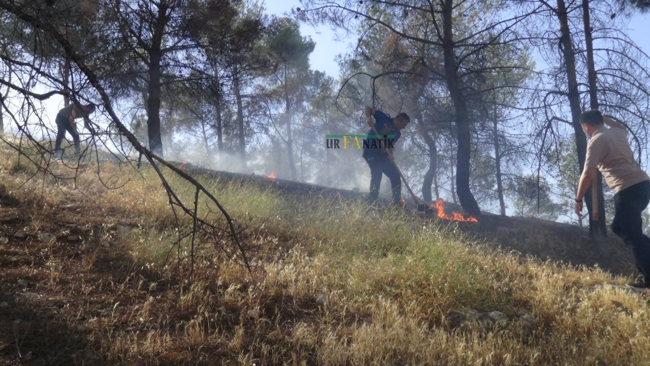 Şanlıurfa’da Yaz Geldi, Anız Yangını Arttı (2)