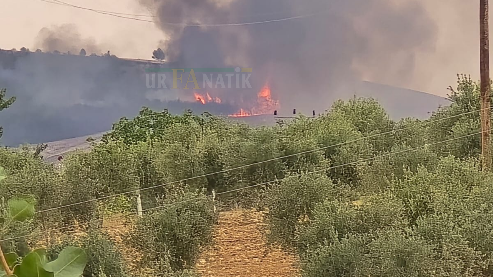 Birecik Orman Yangını
