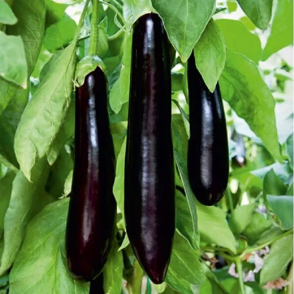 Bi̇reci̇k Patlicani