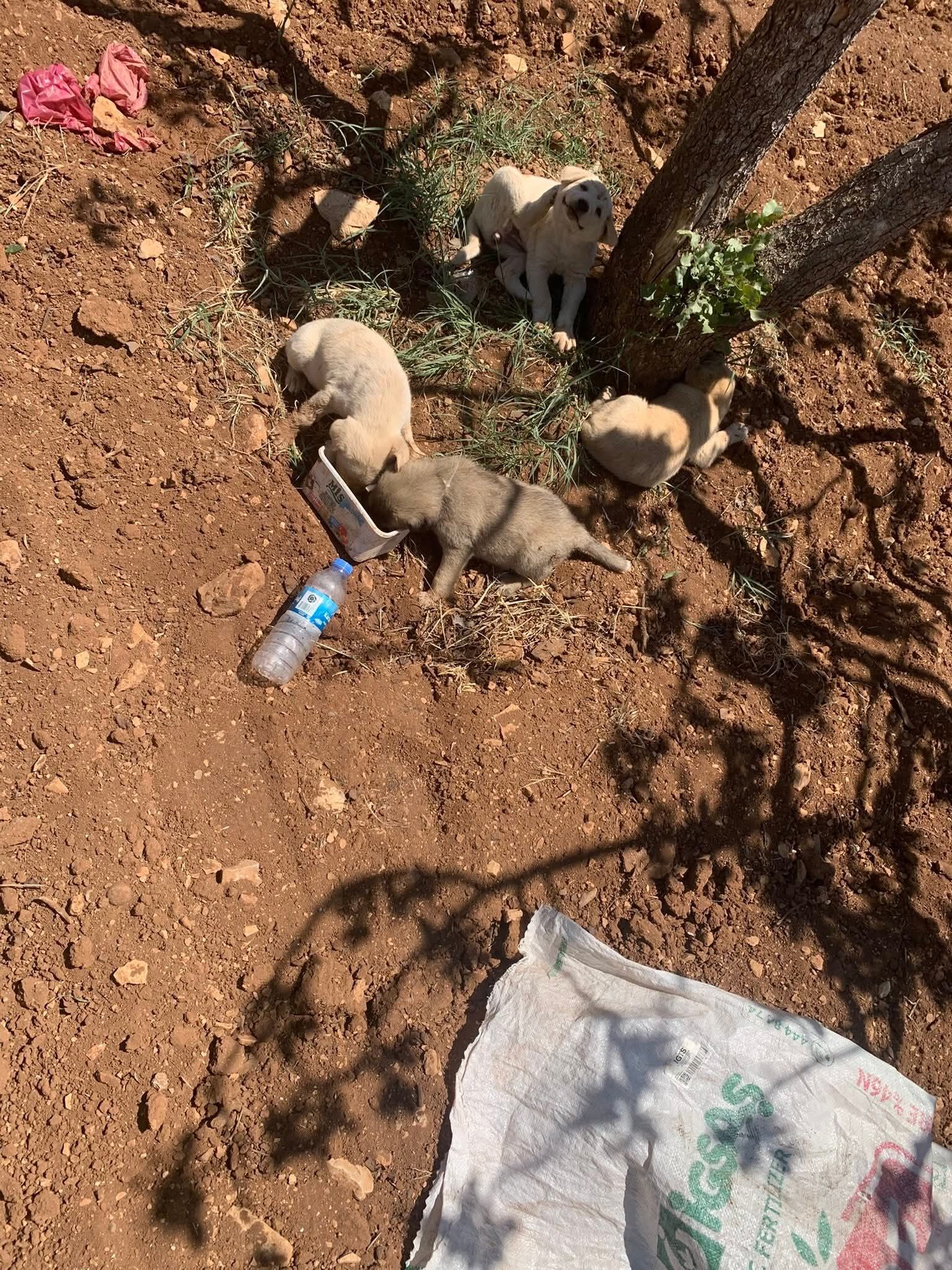 Bozova Belediyesi Köpek