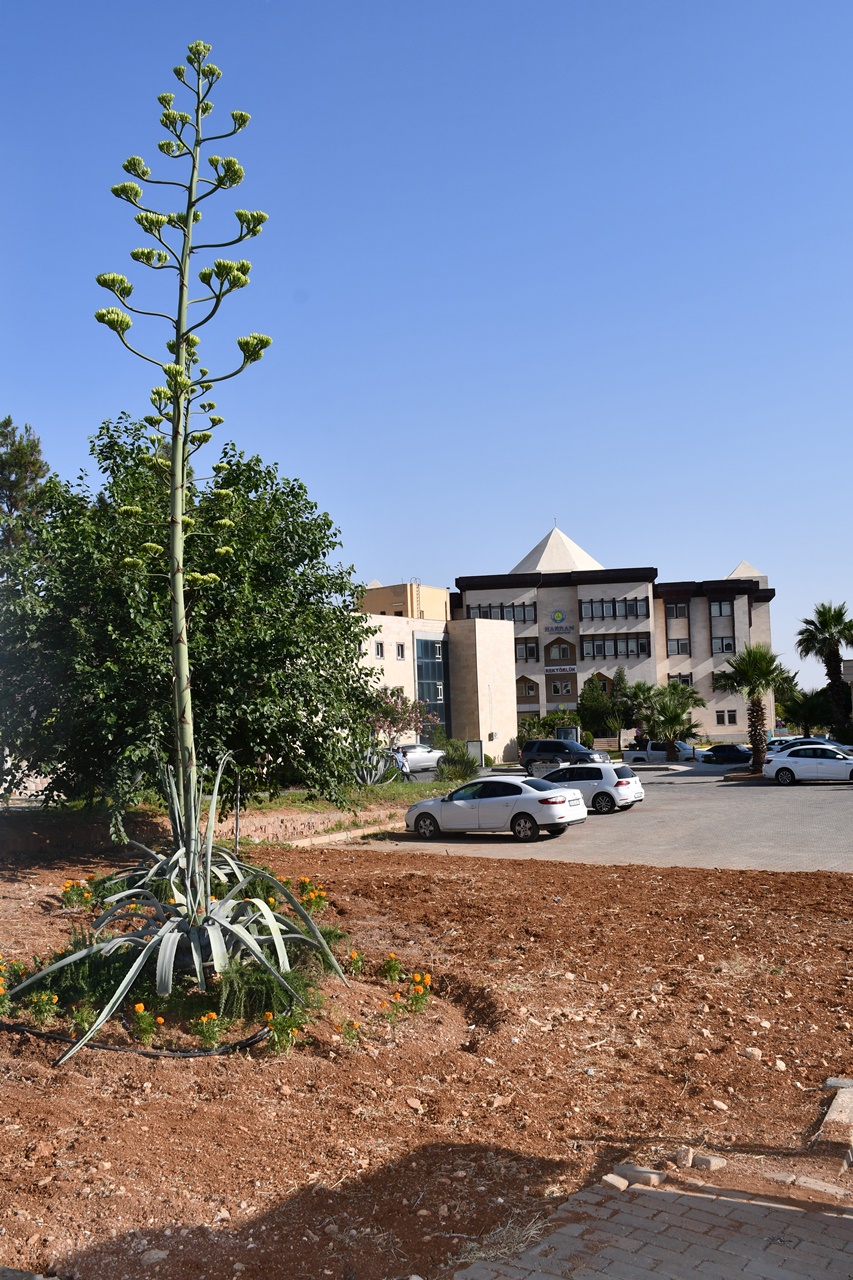 Harran Üniversitesi’nde Sabır Çiçeği Çiçek Açtı (1)