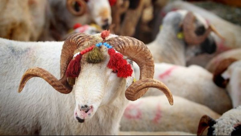 Kurban Dolancıları