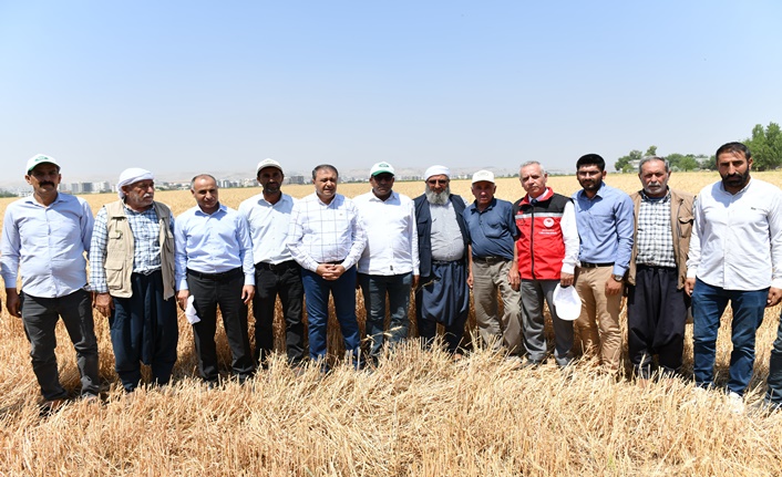 Şanlıurfa’da Buğday 16 Tl’nin Üzerine Çıktı (2)