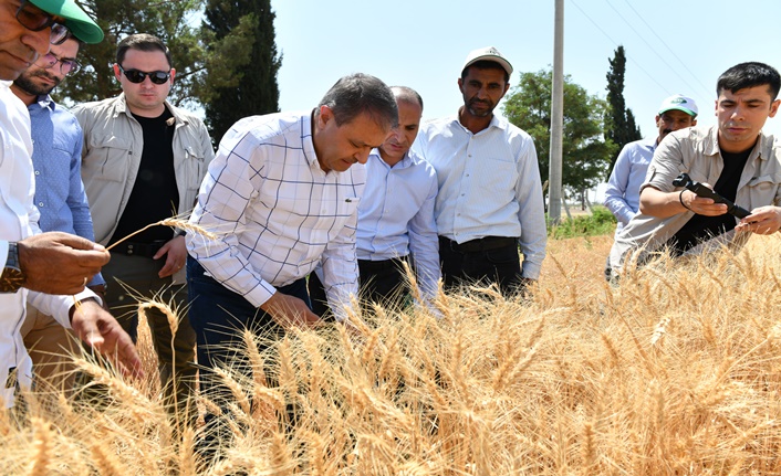 Şanlıurfa’da Buğday 16 Tl’nin Üzerine Çıktı (3)