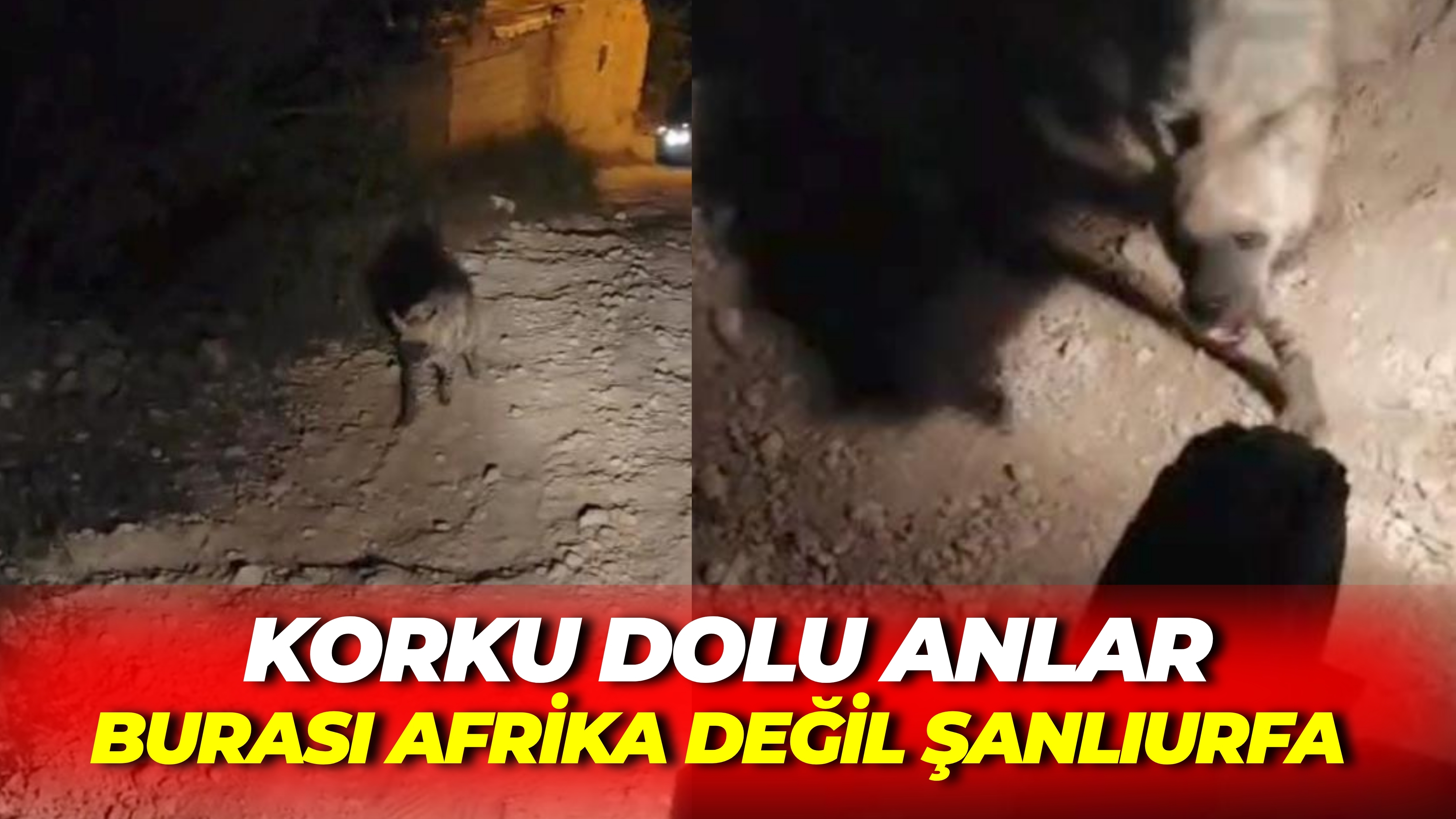 Şanlıurfa’da Korku Dolu Anlar Cep Telefonuyla Görüntülemek İstediler, Saldırıya Uğradılar (3)