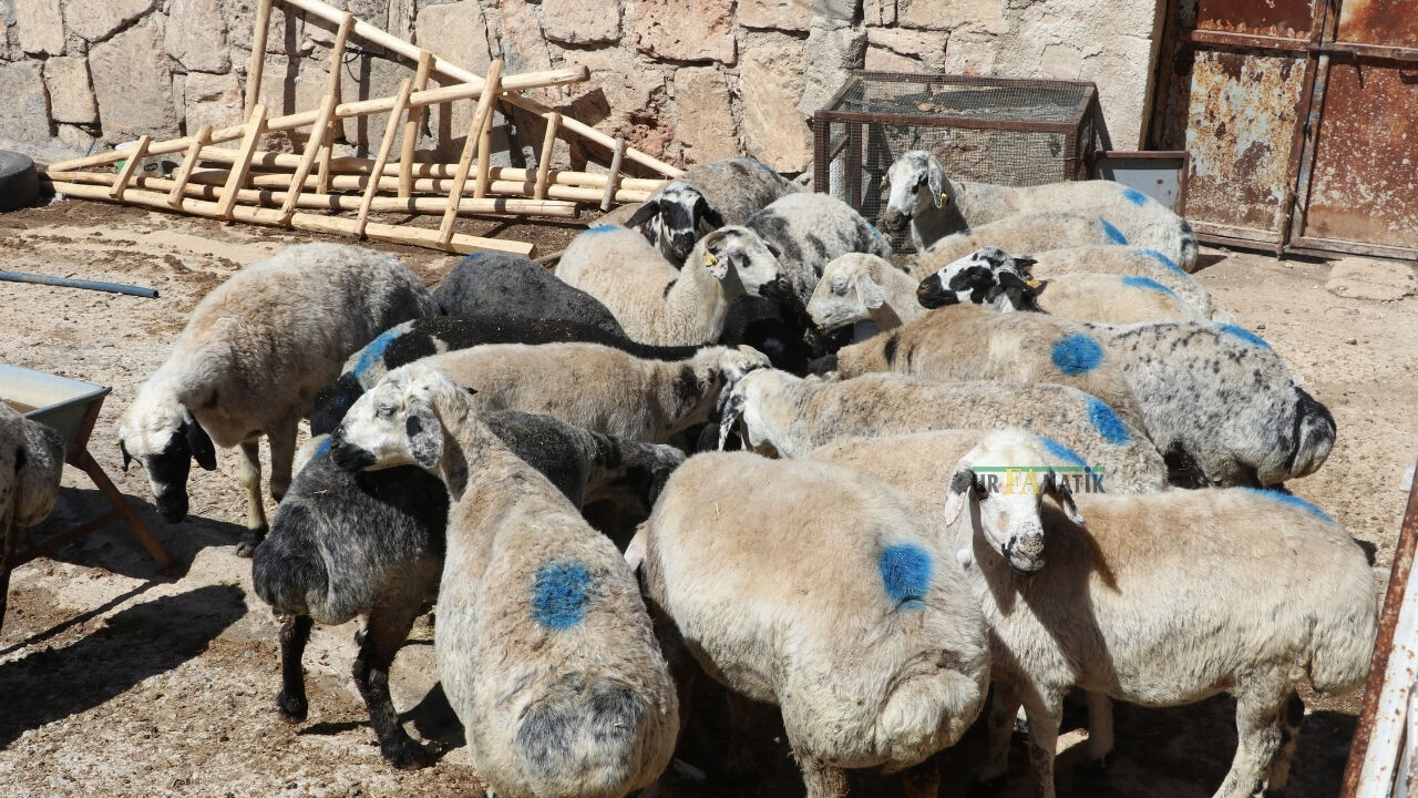 Kurban Bayramı