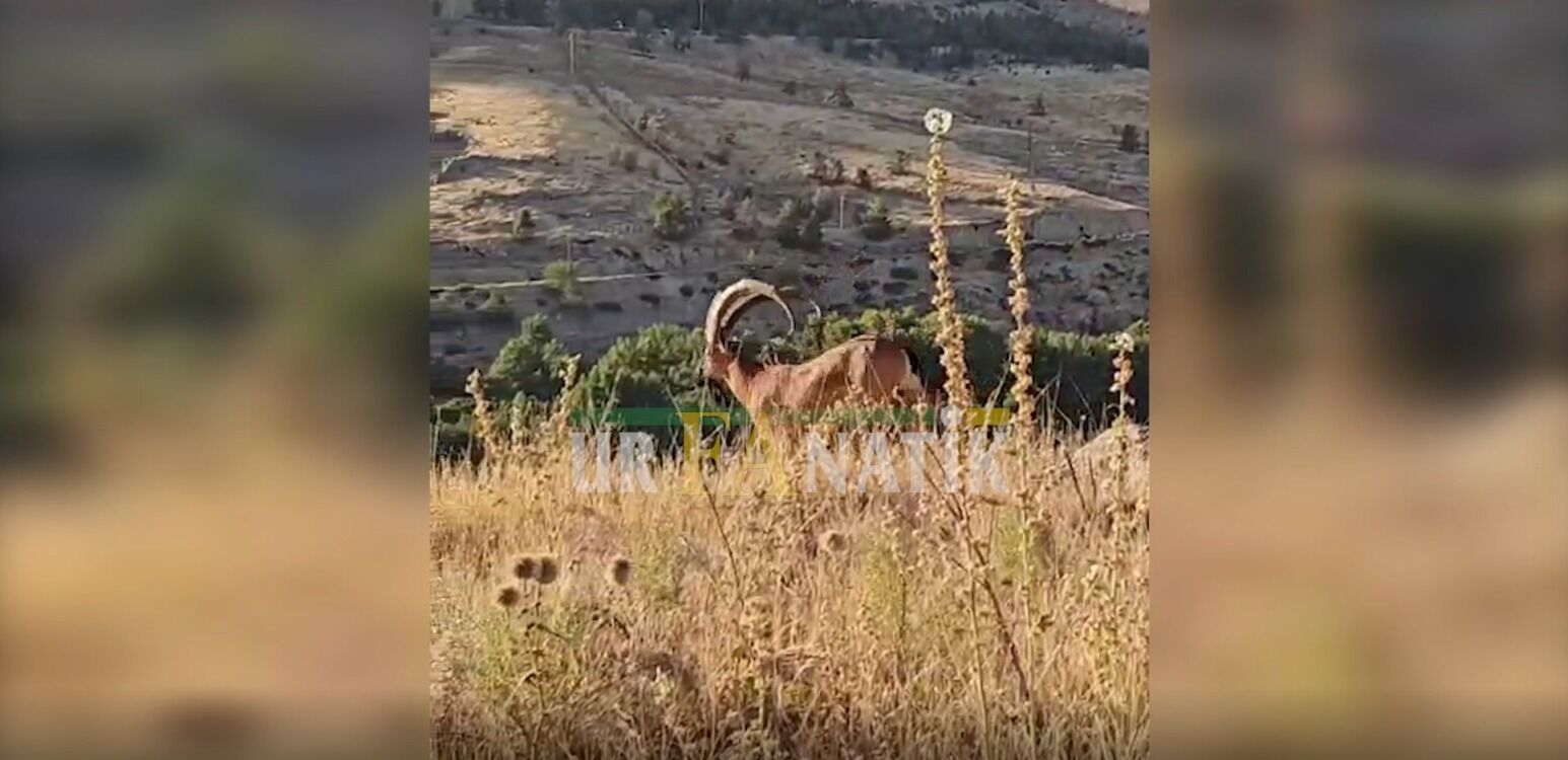 Bozovada Yaban Keçisi Görüldü