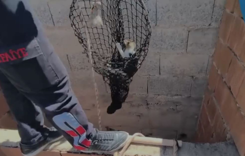 İtfaiyeden Kedi Kurtarma Operasyonu (2)