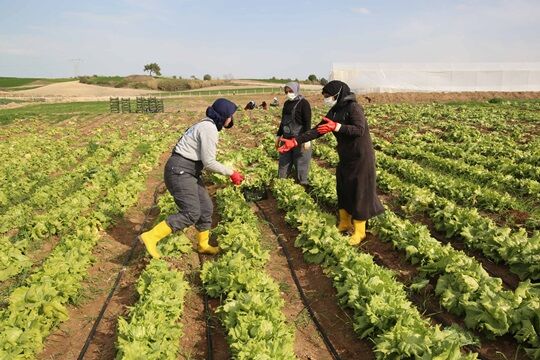 Kooperatif Ile Birlesen Kadinlar Tarlada Uretim Yapiyor