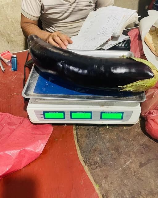 Şanlıurfa’da 1 Kilo 312 Gramlık Dev Patlıcan!