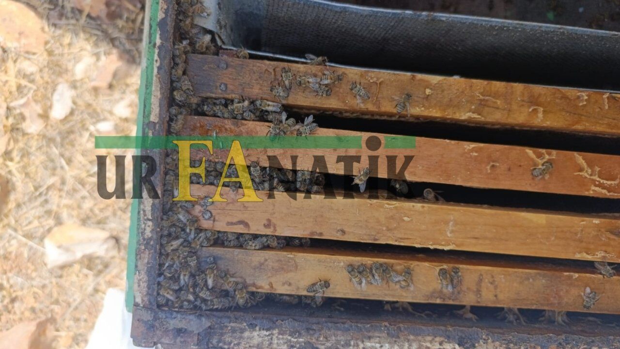 Şanlıurfa’da Aşırı Sıcaklıklar Arıcıları Vurdu. Yaklaşık 8 Bin Arılı Kovan Telef Oldu (6)
