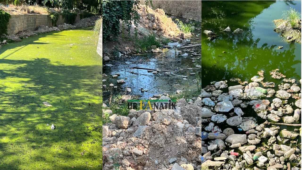 Şanlıurfa’daki Sel Felaketi Sonrası Başlatılan Dere Islah Çalışmaları Yılan Hikayesine Döndü. Karaköprü’de Duruma Tepki Gösteren Vatandaşlar, “Mahalleliyi Pis Koku Ve Fareler Bastı” Diyerek Tepki Gösterdi (1)