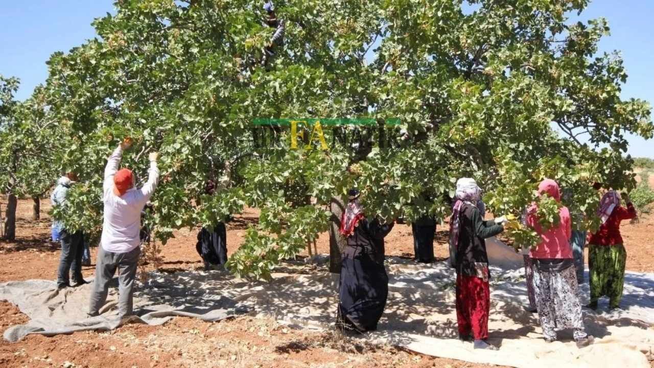 Şanlıurfa’nın Komşu Ili Gaziantep’te Fıstık Işçinin Yevmiyeleri Belli Oldu. Peki, 2025 Yılı Yevmiyeleri Ne Kadar Oldu, Elçi Ücreti Ne Kadar (2)