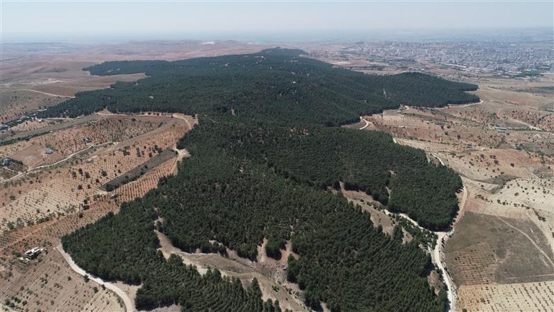 Şanlıurfa'ya Nefes Aldıracak Gölpınar Tabiat Parkı (2)-1