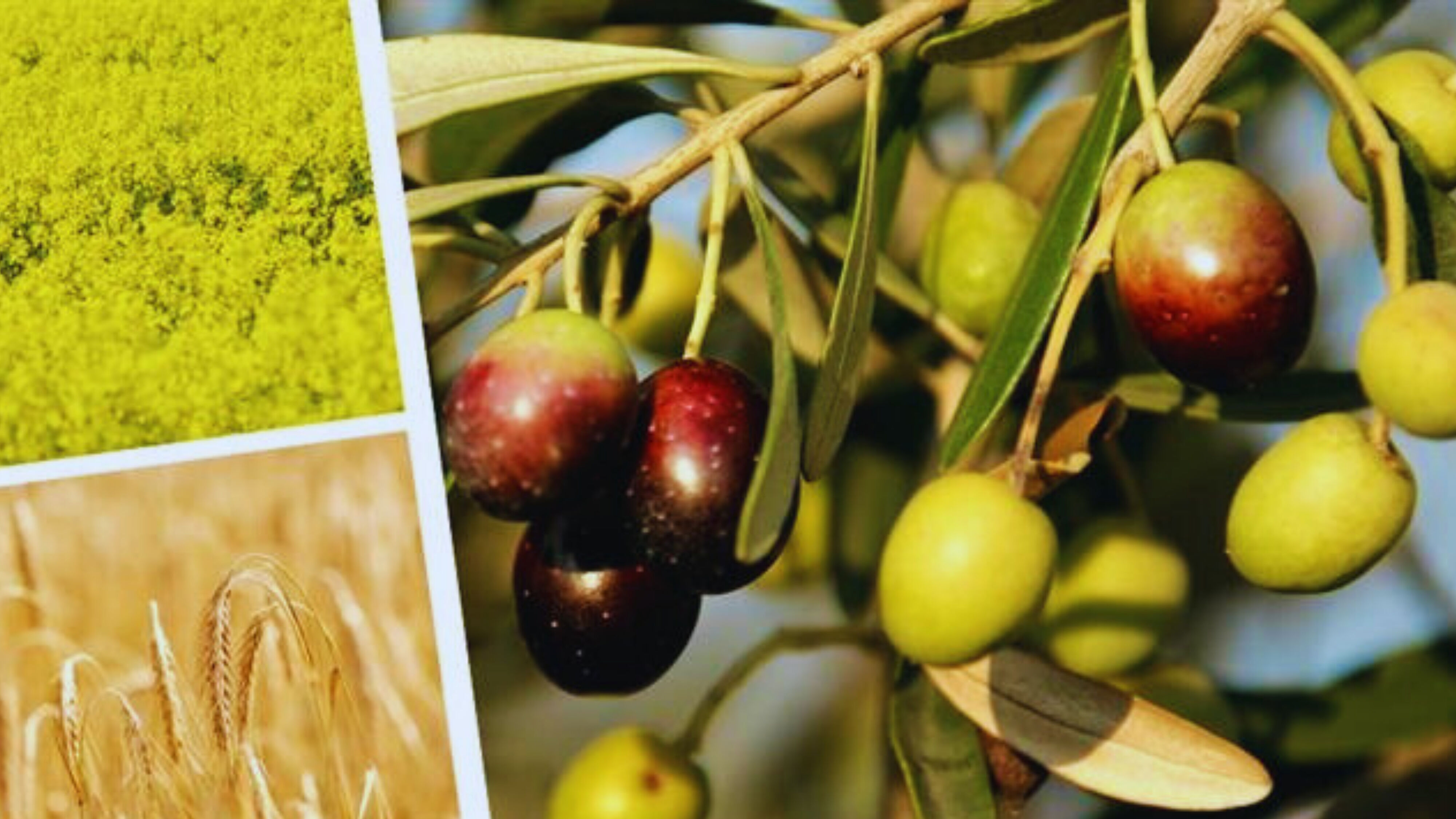 Tarimsal Destekleme Ödemeleri̇ne İli̇şki̇n Detaylar