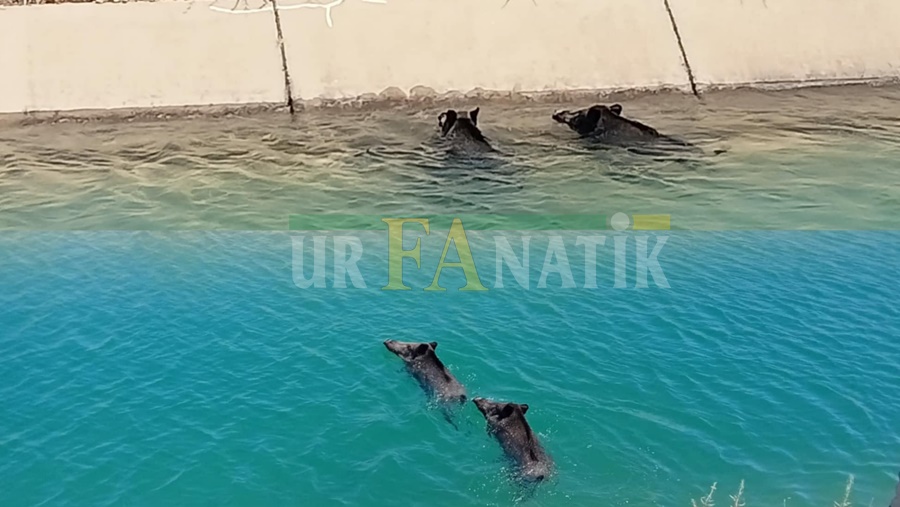 Yaban Domuzları Suda Serinledi