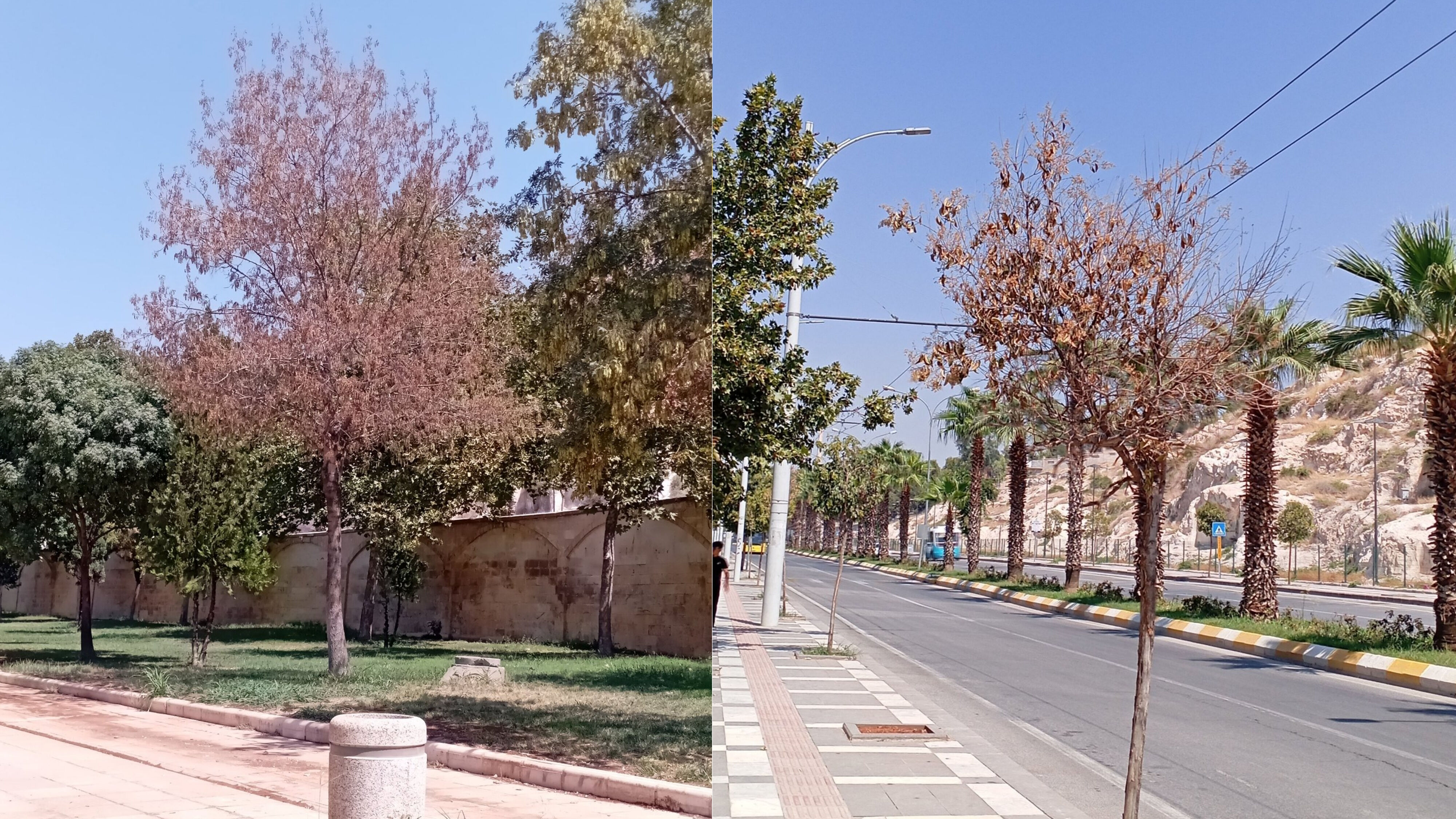 Şanlıurfa Da Parkta Ağaçlar Kurudu