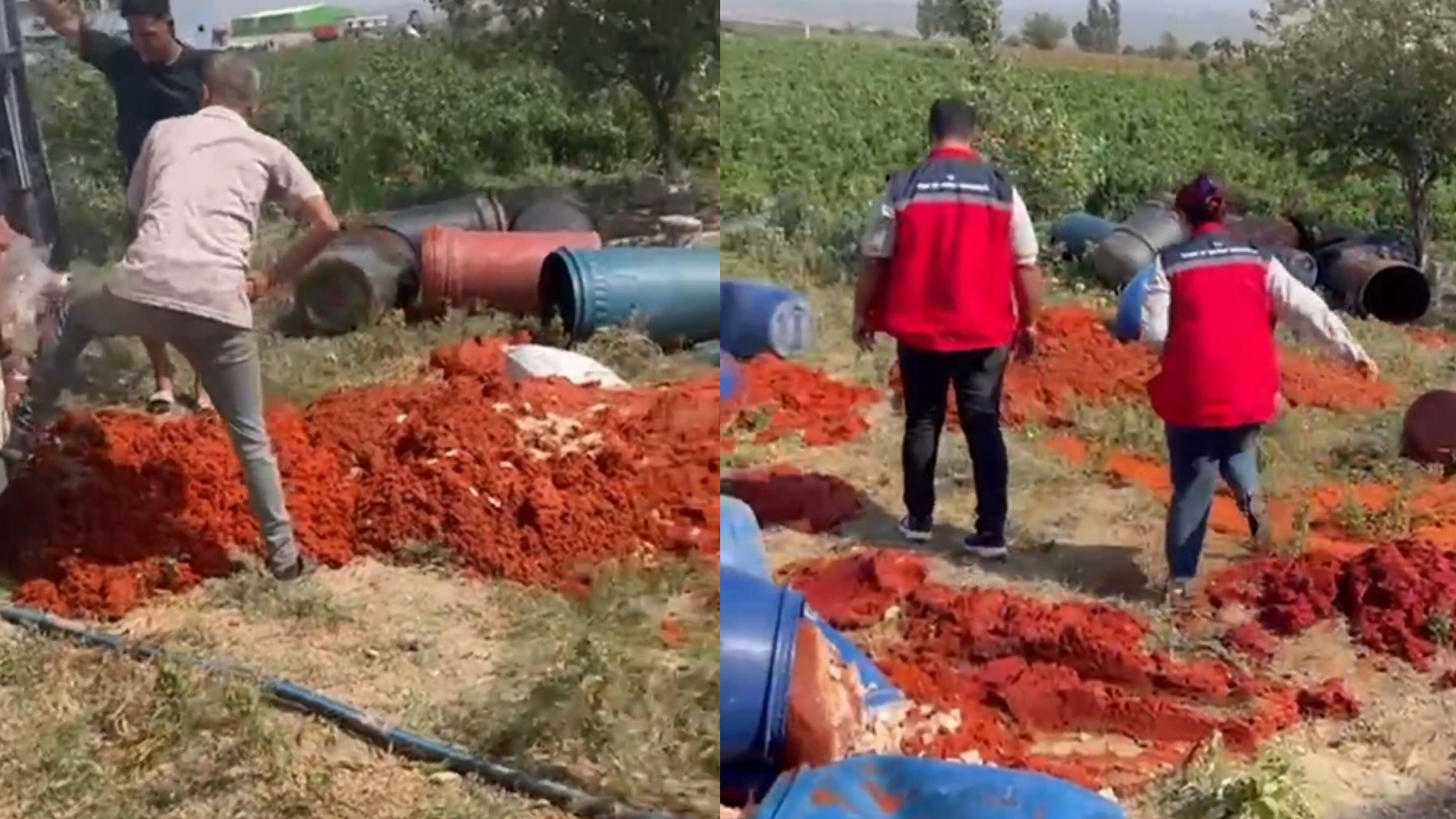 6 Ton Domates Posasi İmha Edi̇ldi̇