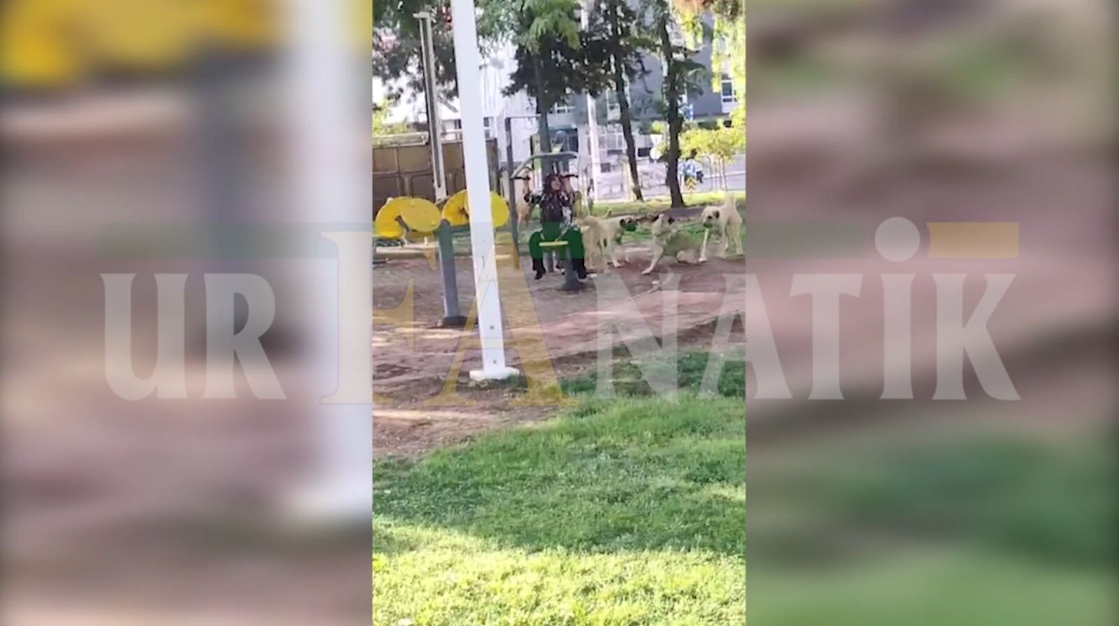 Kasaptaş Köpek