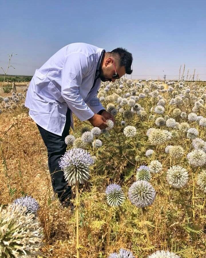Şanlıurfa'nın Gizli Şifası: Kıraç Arazilerinde Yetişiyor