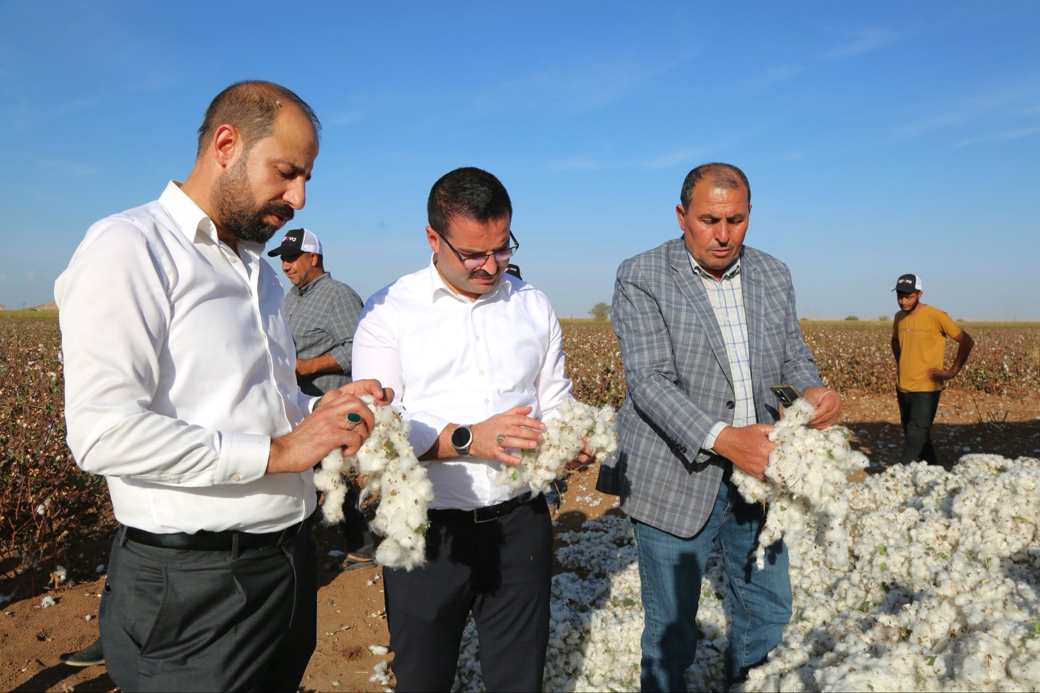 Harran Kaymakamı Harun Reşit Han Biçerdöverle Tarlaya Çıktı, Pamuk Biçti (1)