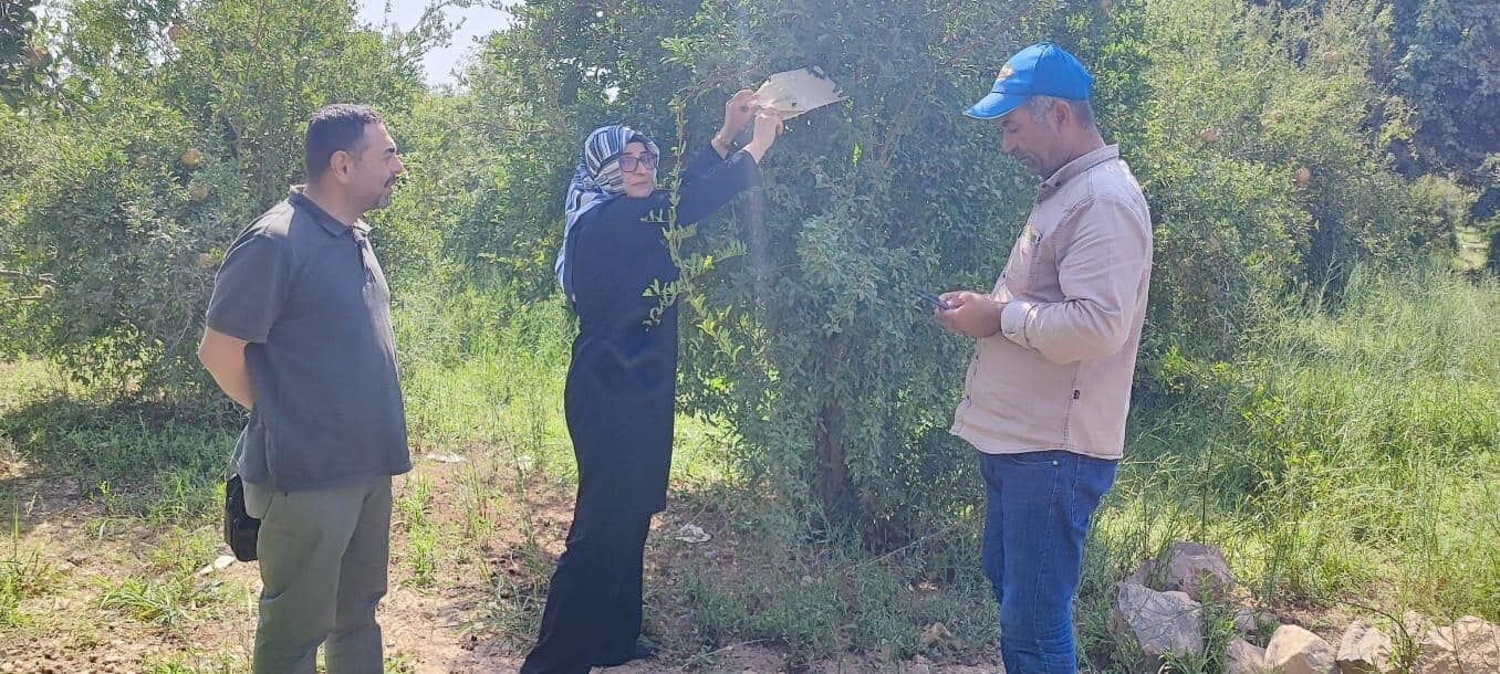 Şanlıurfa’da Organik Nar Üretiminde Yeni Bir Dönem Başladı! (2)