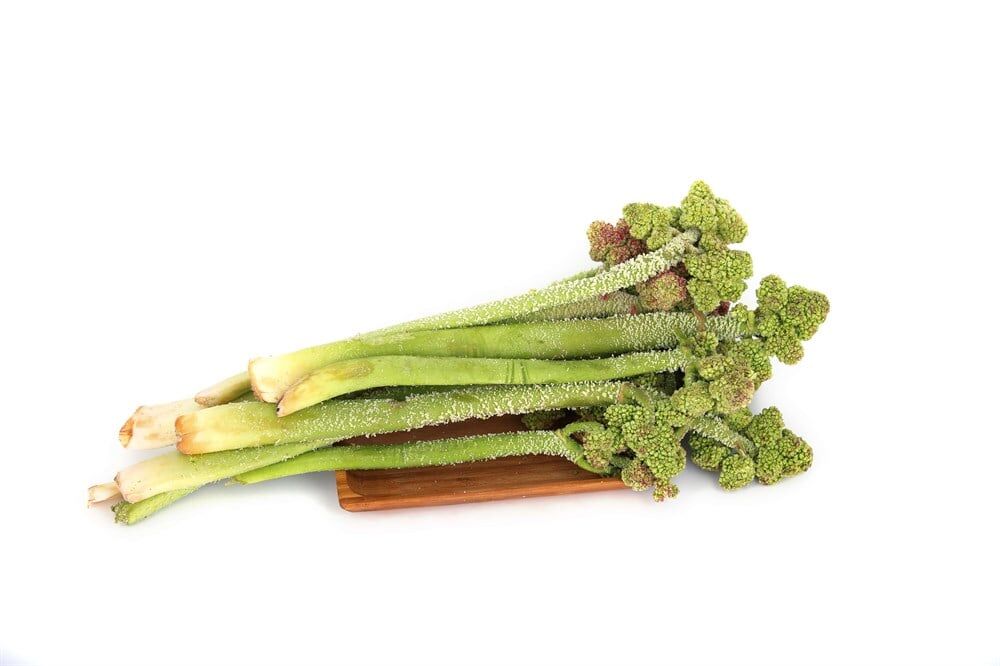 Uçkun-1