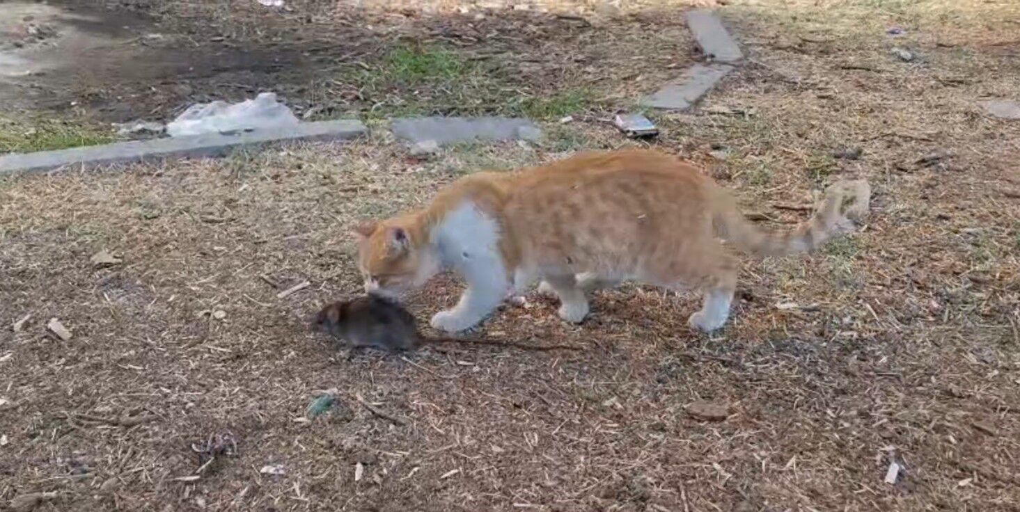 Şanlıurfa’da Kedi İle Farenin Dostluğu İzleyenleri Şaşkına Çevirdi (2)