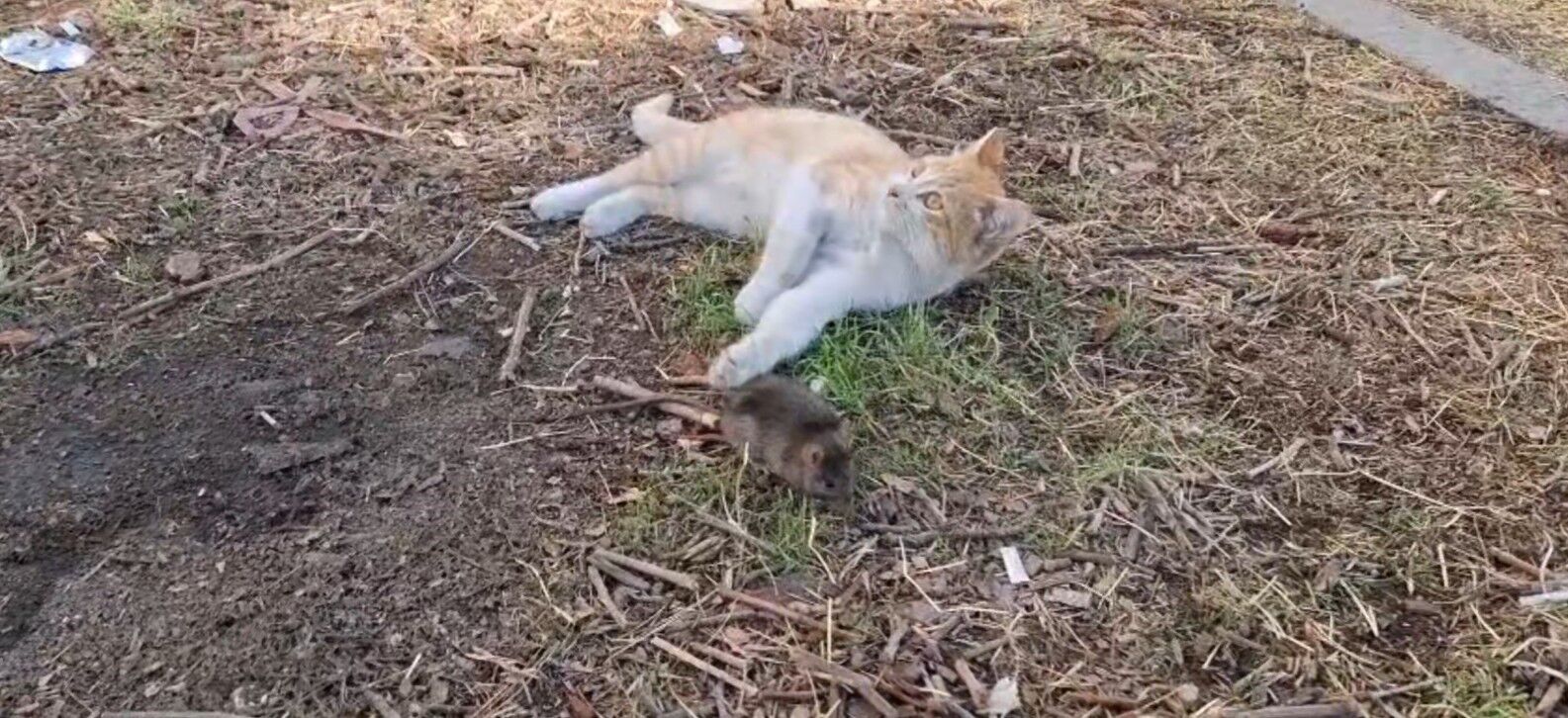 Şanlıurfa’da Kedi İle Farenin Dostluğu İzleyenleri Şaşkına Çevirdi (3)